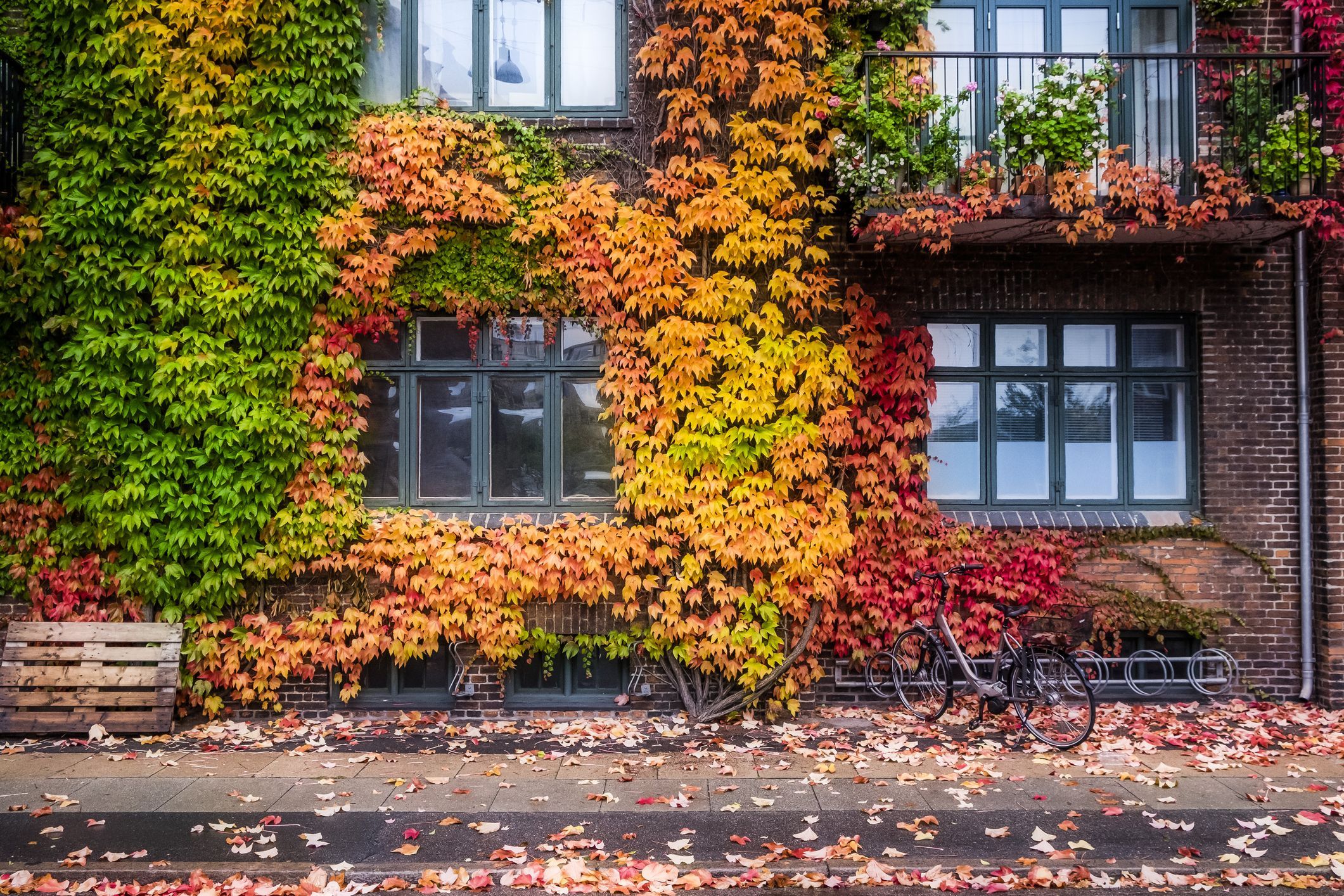 Stavba v Kopenhagnu s svetlo obarvanimi listi, ki prikazujejo spremembo poletja v jesen.