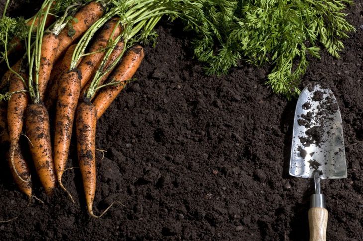Моркови в добра почва