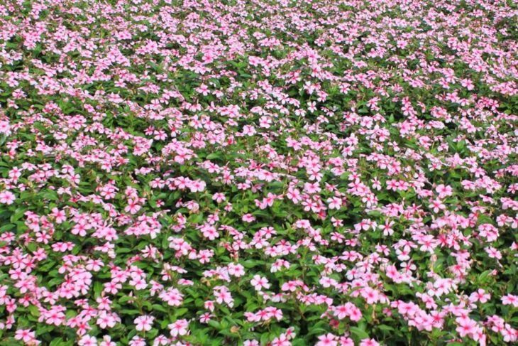 マダガスカルツルニチソウ、ヴィンカ、ローズツルニチソウの花畑は緑の葉の背景と鮮やかなピンク色のパターンをクローズアップ