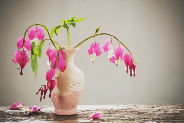 Кървящо сърце цветя във ваза