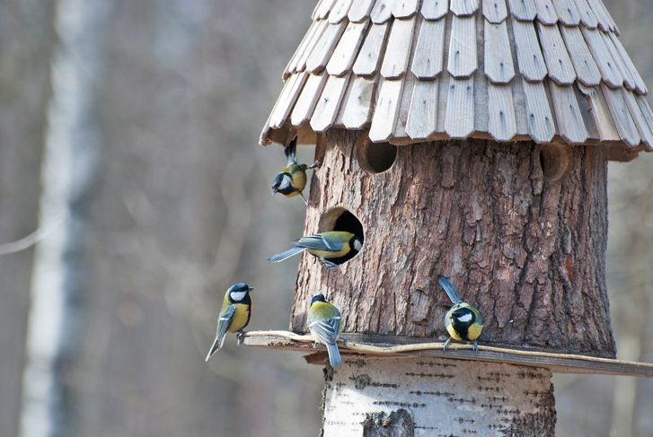 дърво къщичка за птици