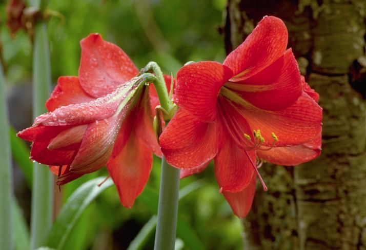 Червен амарилис цветя, покрити с роса
