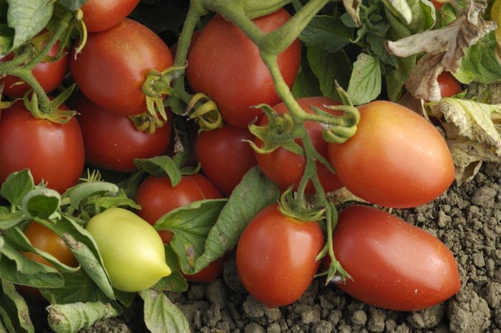 вирус на къдрене на листата домати
