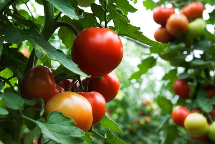 поле на био домати
