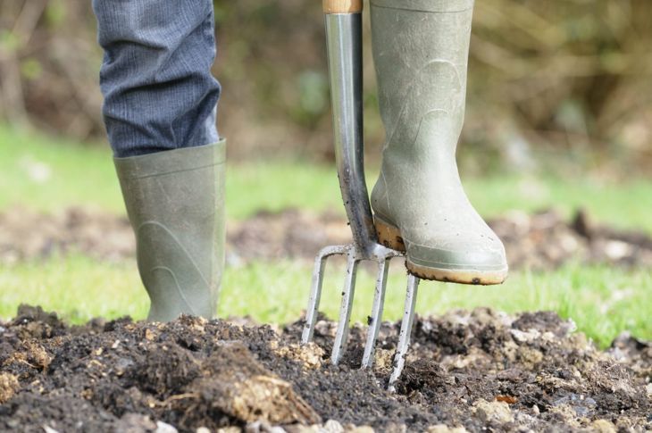 ガーデンフォークを使って土をほぐし、牡丹をそっと取り除きます。