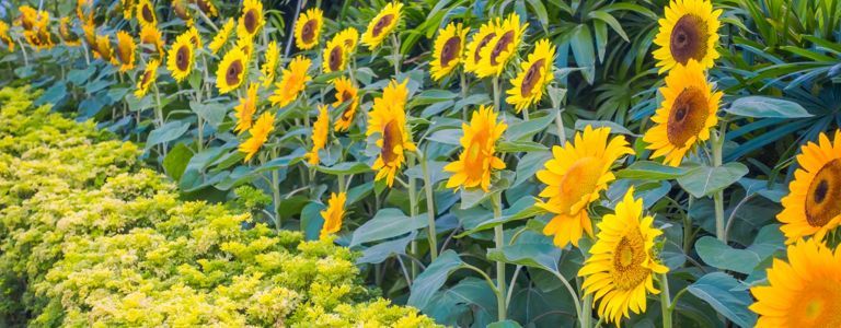 Слънчогледи: Вашето ръководство за засаждане, отглеждане и прибиране на реколтата