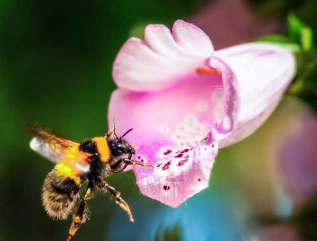 Бъмбар се приближава до цвете напръстица.