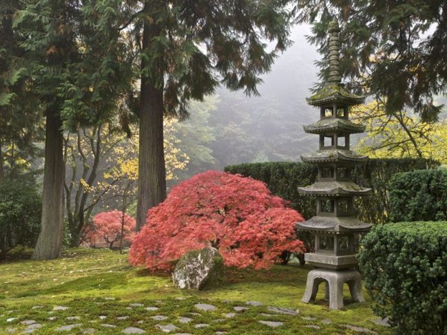 日本庭園の木。