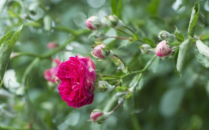стресирана растителна гъбична фотосинтеза роза