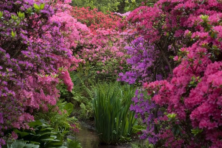Английска градина с рододендрон.