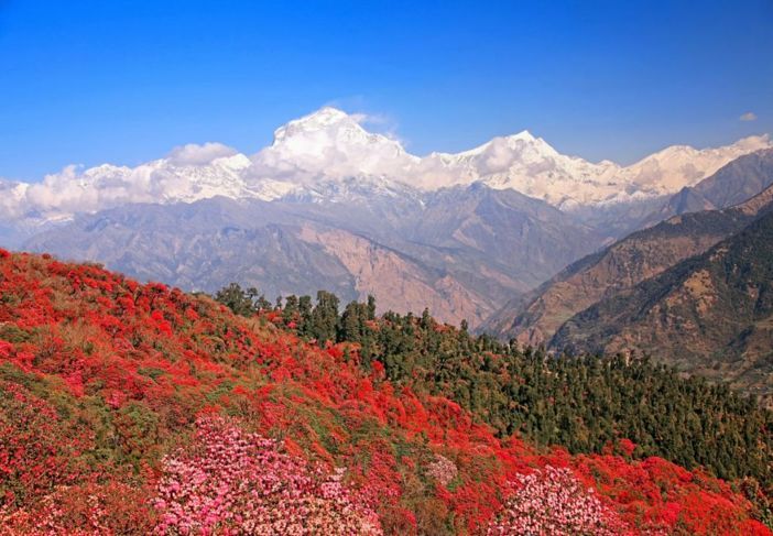 ネパールのシャクナゲの森。