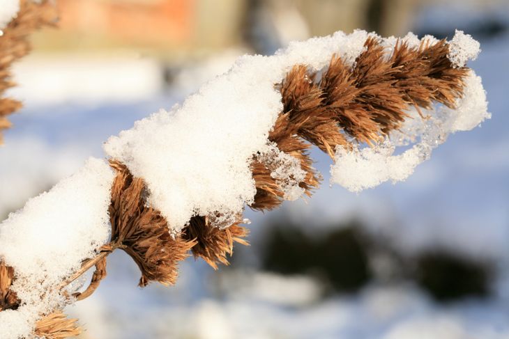雪に覆われた乾燥したキャットミントの茎