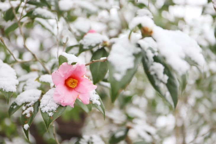 雪に咲く椿の花