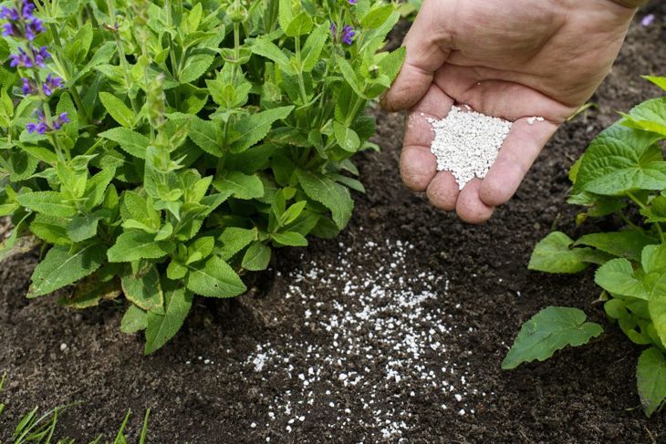 Костното брашно е идеалният начин да подобрите почвата си