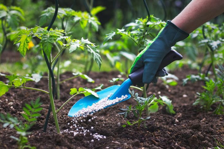 Допълнете компоста си с костно брашно, за да придадете на почвата си балансиран състав.