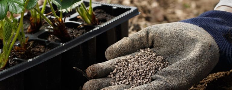 Предимства на костното брашно: защо вашата градина се нуждае от него