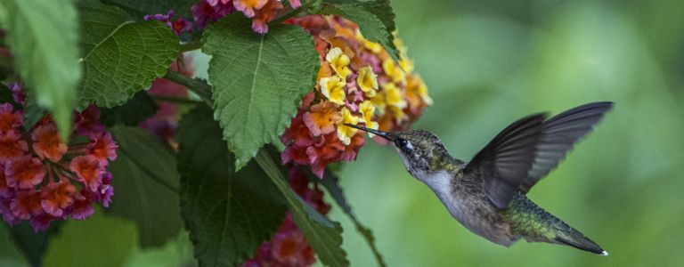 Привлечете колибри във вашата градина с тези цветя