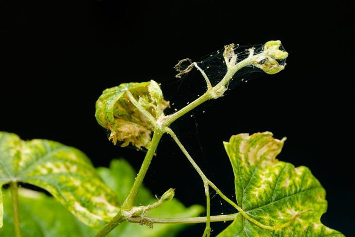 Hoya чернови вредители паяк акари