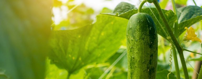 Ръководство за отглеждане на краставици във вашата градина