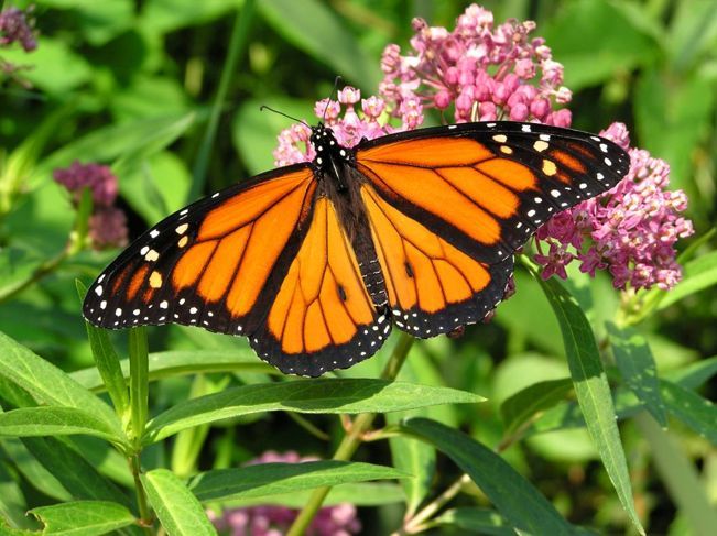 Пеперуда монарх върху растение от млечни плеси
