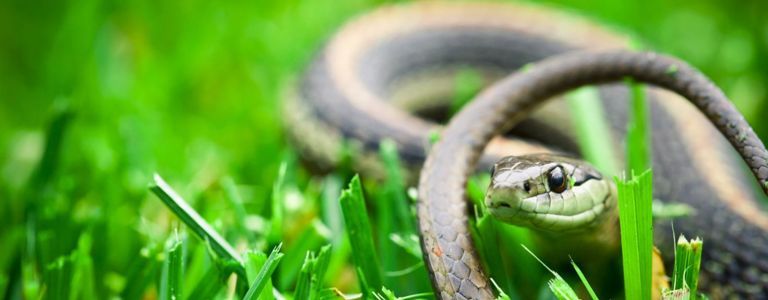 От сяра до дим: прости репеленти за змии, които си направете сами