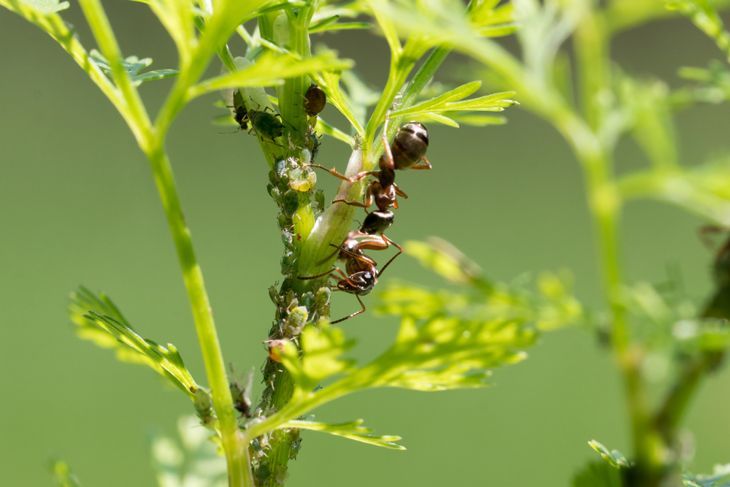 мравки и листни въшки по килантро