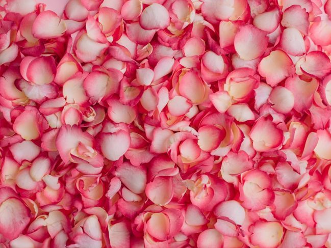 Красиви, ароматни и годни за консумация розови листенца.