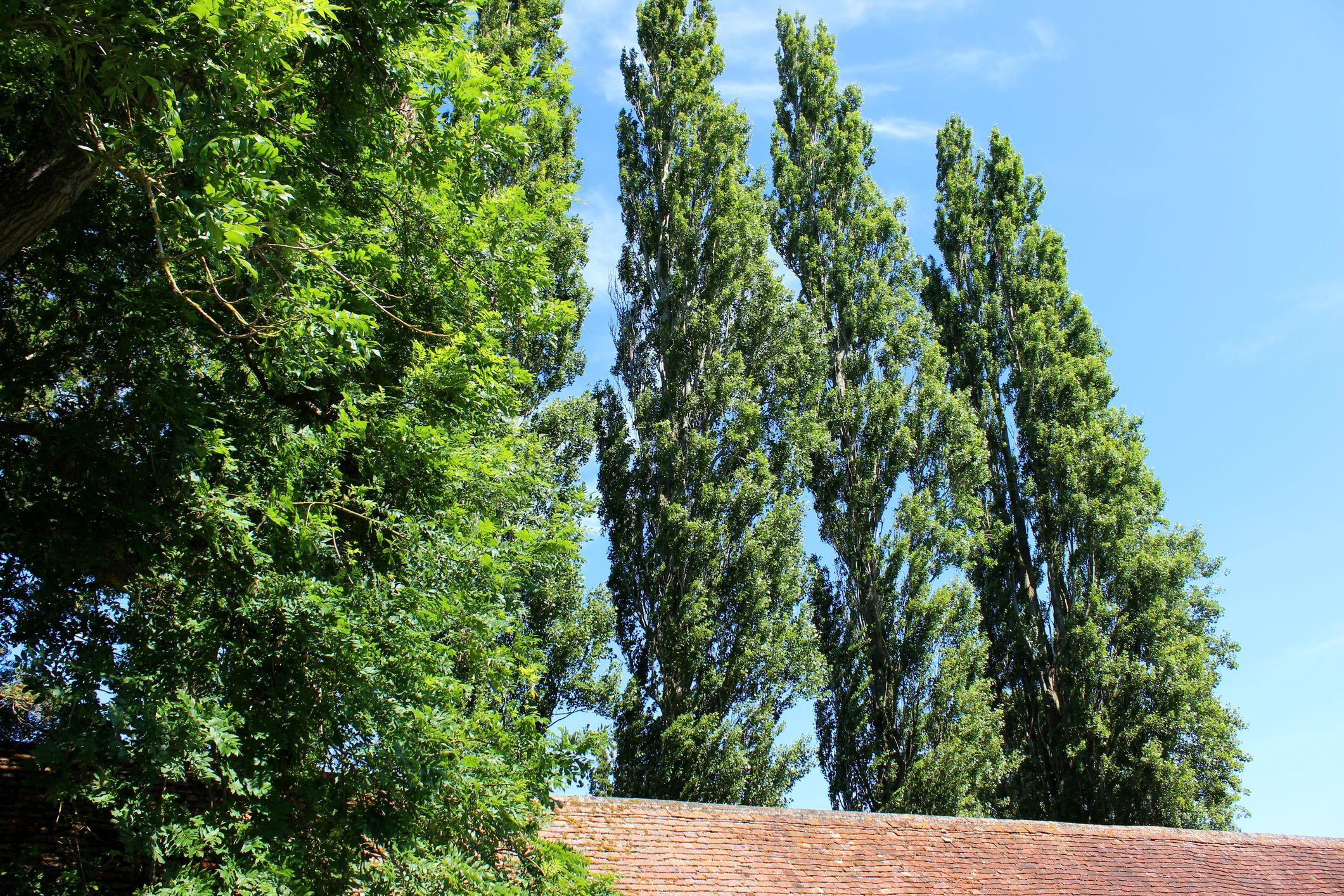 Vrstica visokih lombardskih topolov (latinsko: Populus nigra