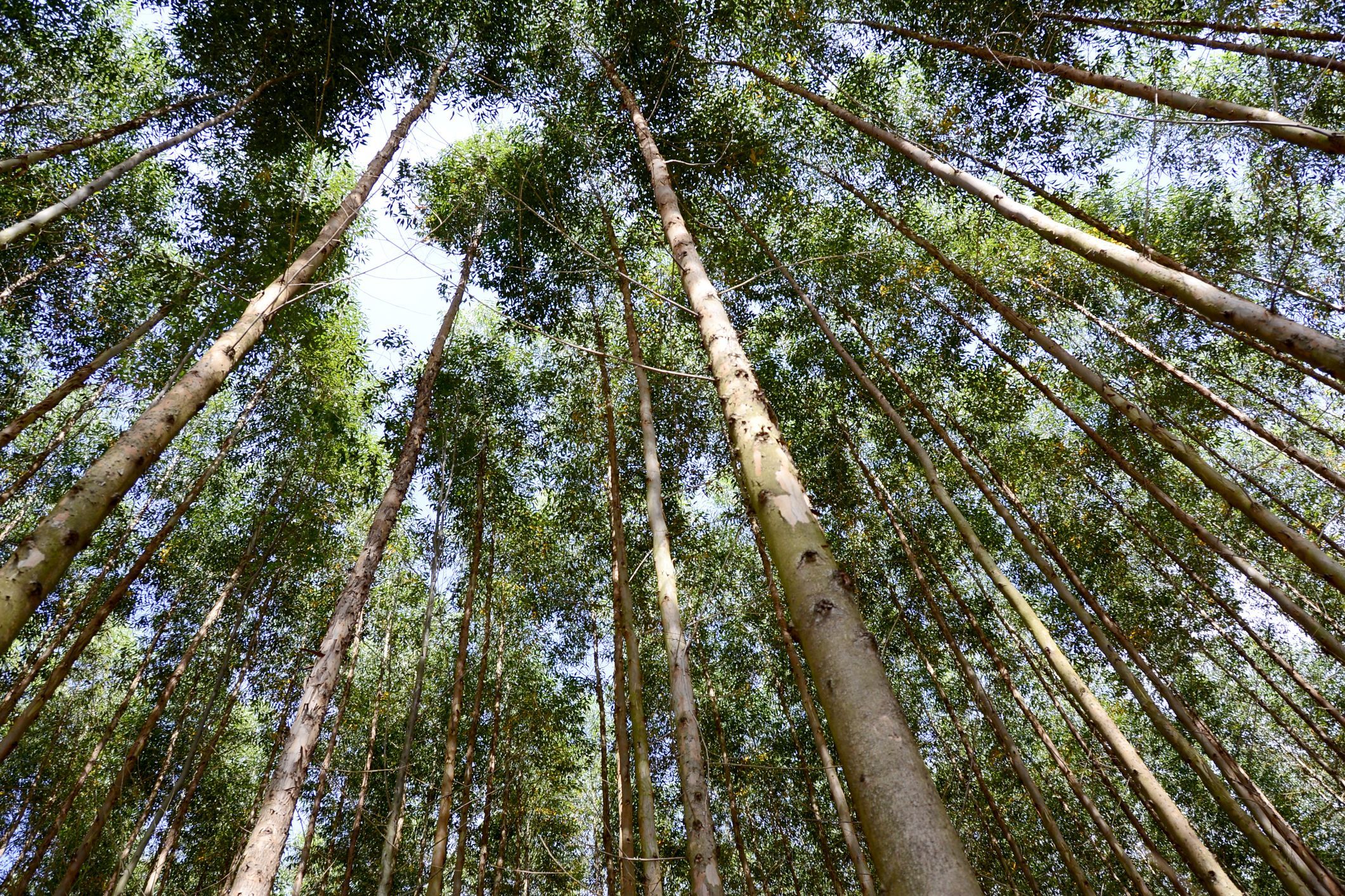Eukaliptusov gozd