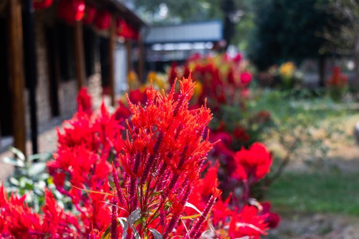 赤い花のアマランサス科。ケイトウの羽毛植物。花壇の夏の顕花植物。