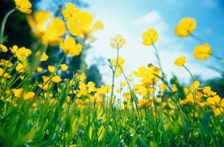 牧草地のキンポウゲの花