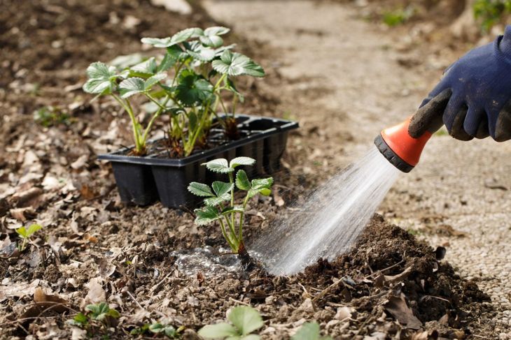 土壌イチゴ植物の種子に水をまく