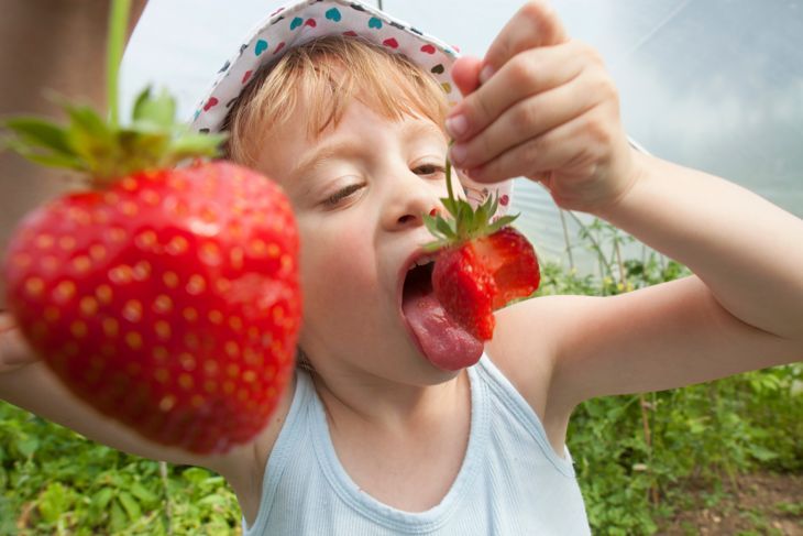 Младо момиче яде ягоди, след като ги бере