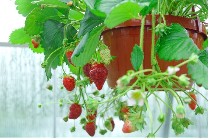 саксия за растения висяща кошница ягода