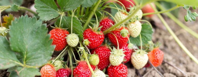 Как да отглеждате свои собствени сочни ягоди