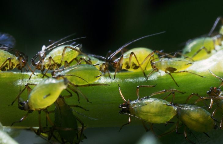 вредители паяк акари болест листни въшки