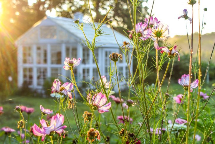 前景にピンクと白のコスモスの花、背景にボケ/ぼやけた温室、太陽がまだらにされた選択的な焦点を持つ美しい日の出の庭のシーン