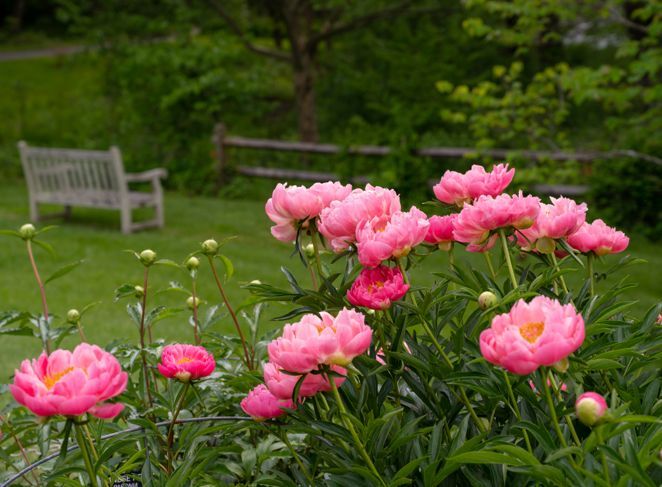 正式な庭園に咲くピンクの牡丹の写真。