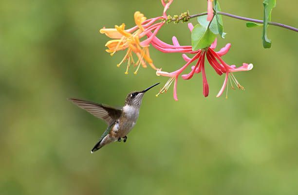 samica rubinastega kolibrija, ki se hrani s cvetjem kovačnika