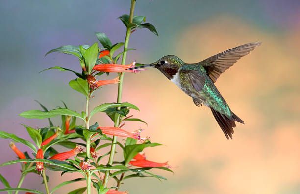 rubinasti kolibri archilochus colubris je vrsta kolibrija, tako kot pri vseh kolibrijih, ta vrsta spada v družino trochilidae in je trenutno vključena v red apodiformes, ta majhna žival je edina vrsta kolibrijev, ki redno gnezdi vzhodno od reke Mississippi na severu Amerika