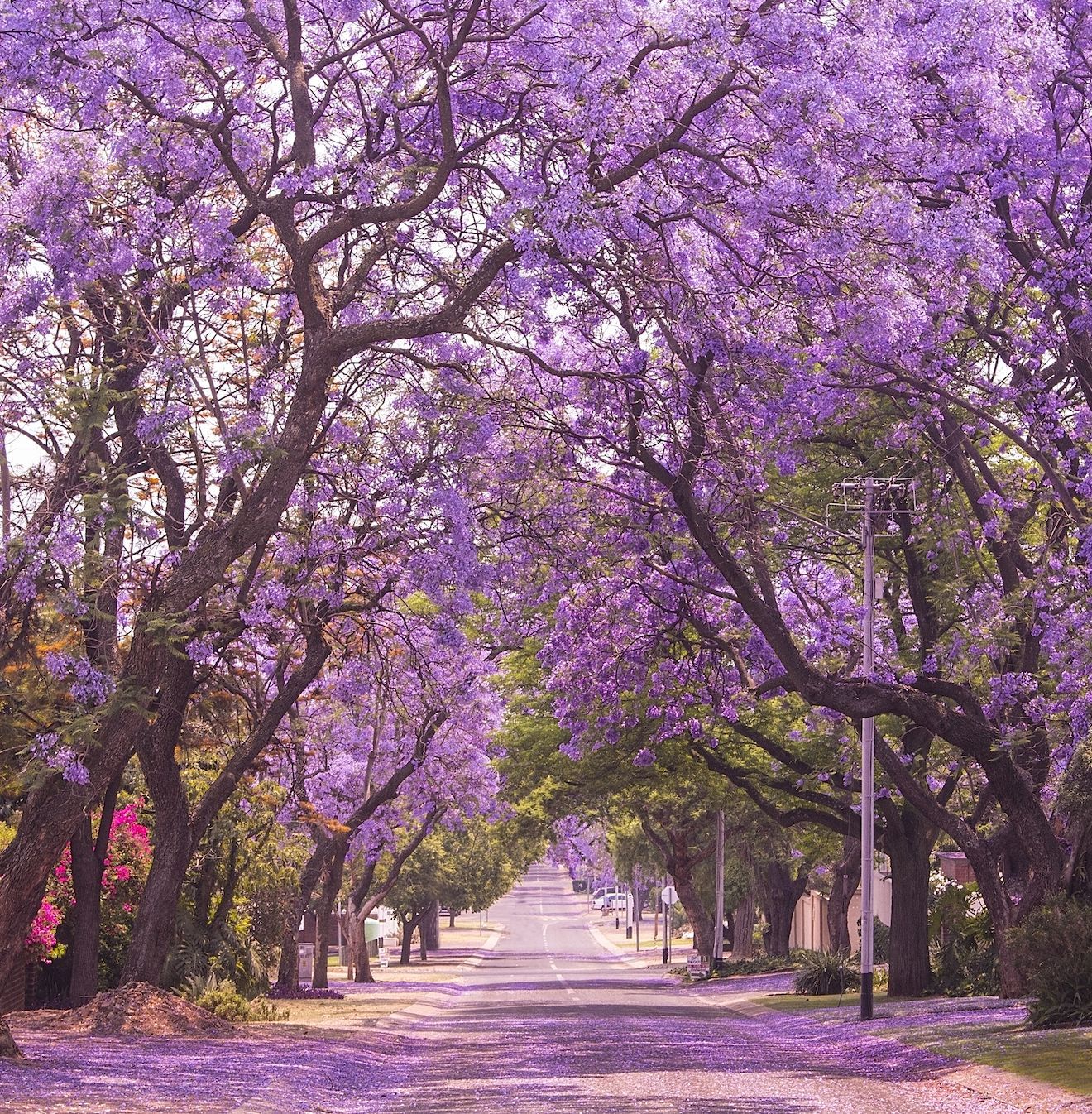 Ulica čudovite vijolično živahne jacarande v cvetu. Pomlad v Pretoriji.
