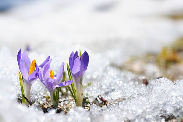 zgodnjepomladanski krokus v snežni seriji skupina cvetov majhna globinska ostrina