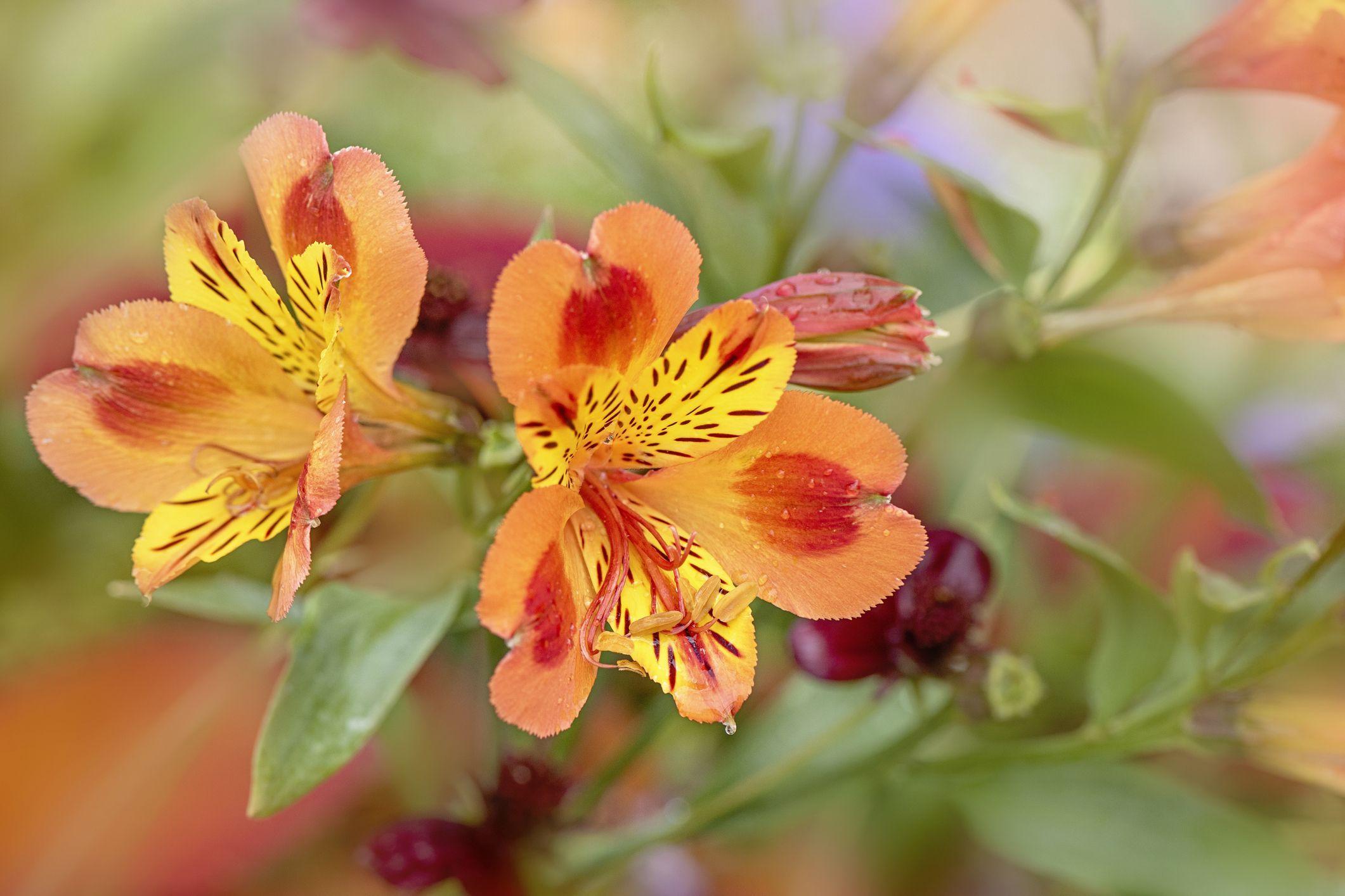 podoba čudovitih živih oranžnih cvetov alstroemerije, ki jih običajno imenujemo perujska lilija ali šmarnica incas
