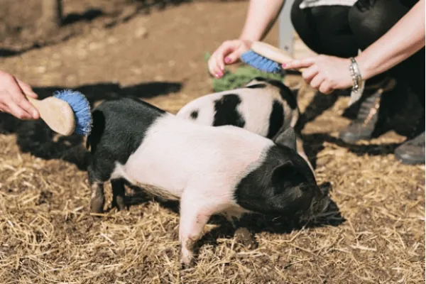 養豚場最高のイースター体験ギフト 2023 英国