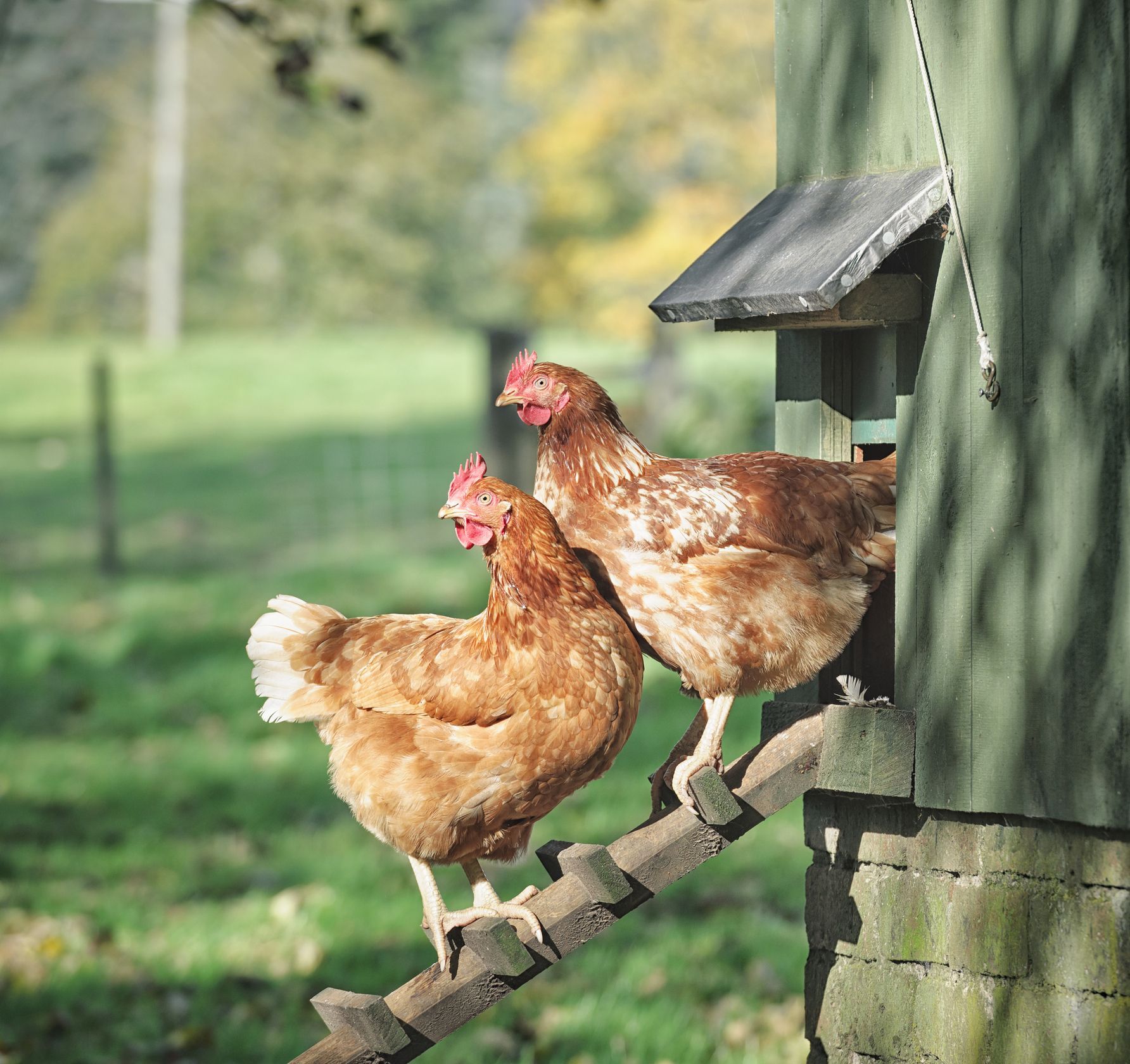 Reja piščancev 101: Kako gojiti piščance na svojem dvorišču