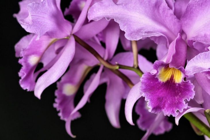 цъфтят орхидея без вода