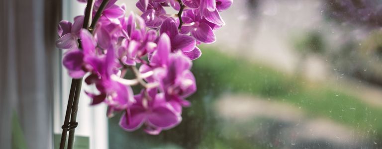 Как да се грижим за вашата орхидея