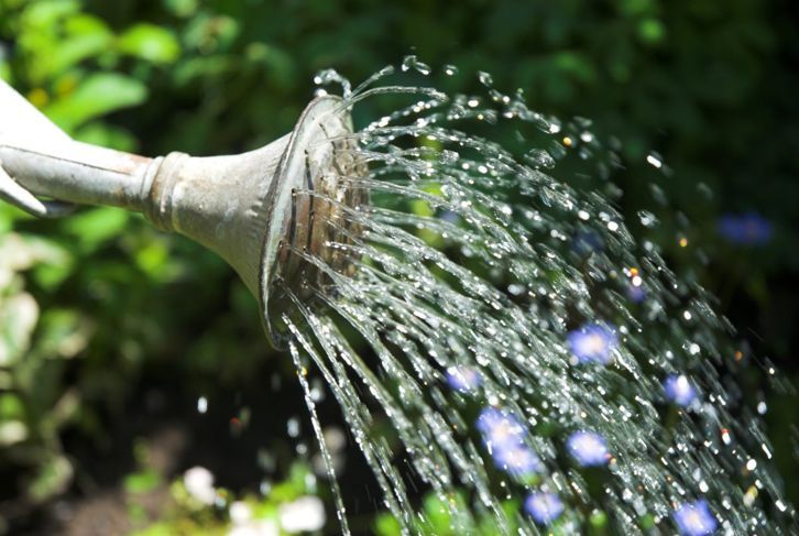 ユーカリの植物に水をやりすぎないようにして、健康を維持してください。