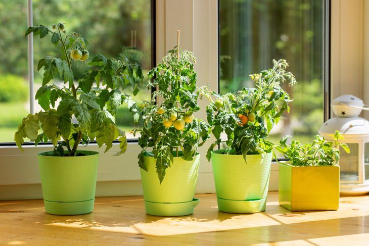 屋内で育つトマト植物