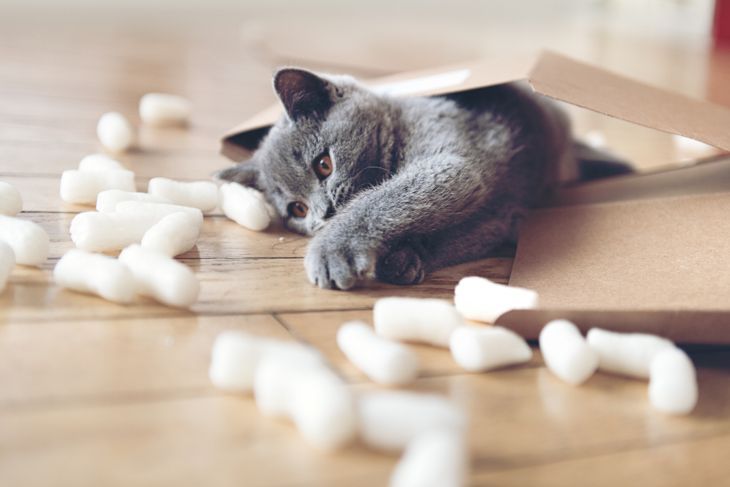 Коте играе в пакет с опаковани фъстъци